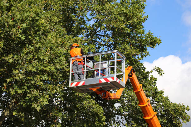 Best Tree Trimming and Pruning  in Endicott, NY